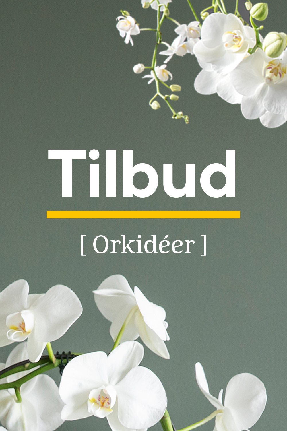 Tilbud orkideer